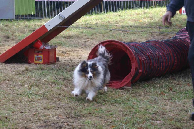 foire-haricots 2011-09-17et18